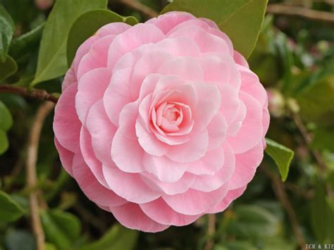 Nuccio S Cameo Cultivars International Camellia Register