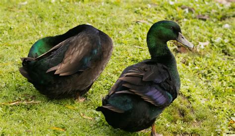 8 Beautiful Black Duck Breeds (with Pictures) - Farmhouse Guide