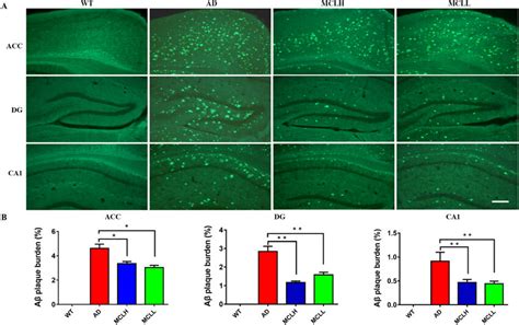 Mcl Reduces The Formation And Accumulation Of A Plaques In The Brain