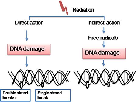 Frontiers Biological Response Of Cancer Cells To Radiation Treatment