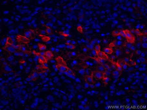 Apolipoprotein H Antibody Cl Proteintech