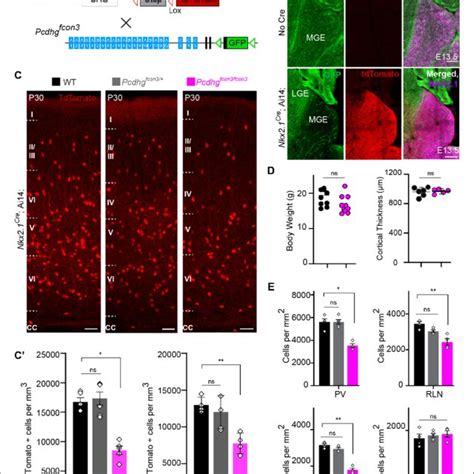 Loss Of Pcdhg Genes Targeted To Nkx Expressing Cells Results In