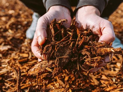 Can You Reuse Mulch