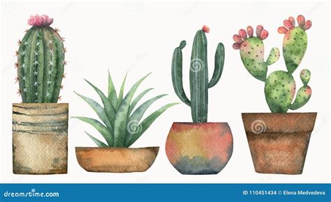 Sistema Del Vector De La Acuarela De Cactus Y De Plantas Suculentas