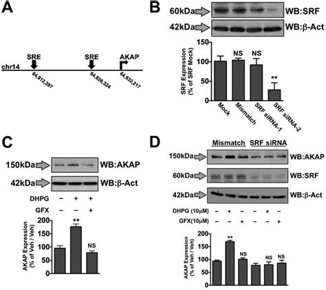 Serum Response Factor Mediates Akap Upregulation A Representation Of