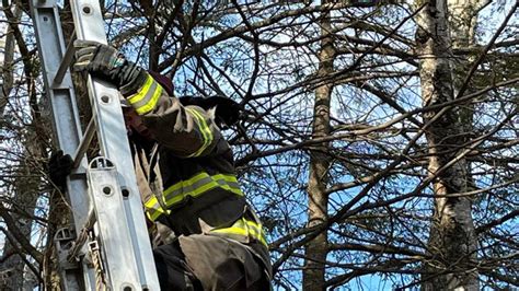 Firefighters Rescue Cat Stuck In Tree North Yarmouth