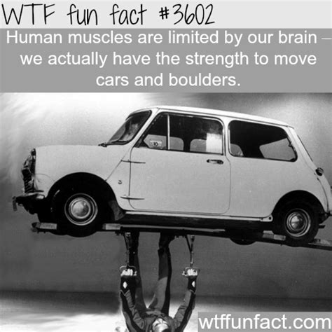 Wtf Fun Fact Meme By Powarrows Memedroid