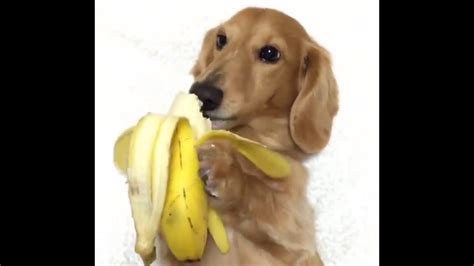 Dog Eats A Banana Youtube