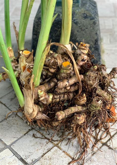 Curcuma Zanthorrhiza