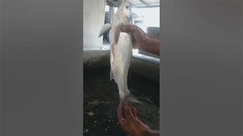 Big Size Silver Carp Fish In House কার্প জাতীয় মাছের পোনা কোথায়