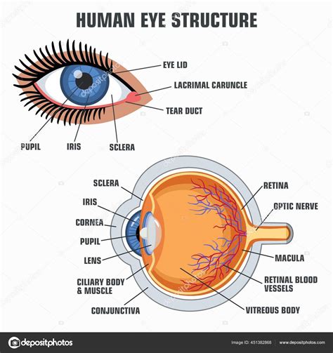 Eye Anatomy Chart Big Codes Gt