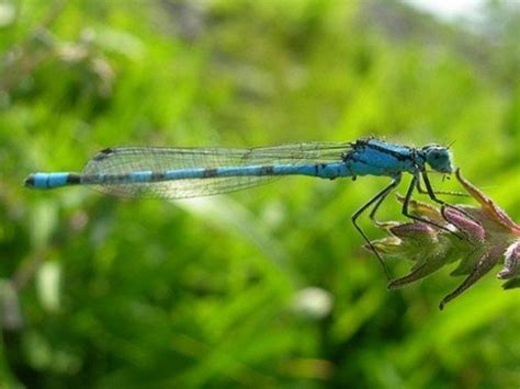 The Common Blue Damselfly Owlcation