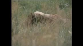 ZVIRATA VE MESTE NUDE SCENES AZNude