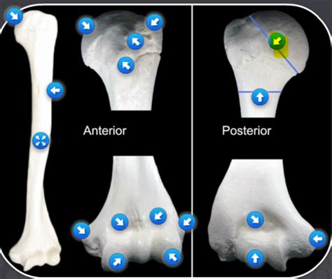 Skeletal System Lab Upper Extremity Flashcards Quizlet