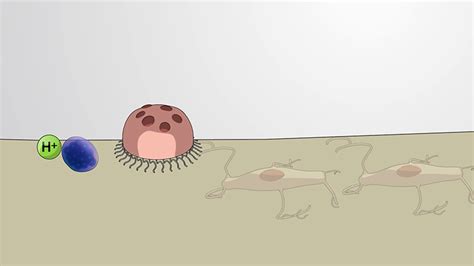 Ossification and Bone Remodelling - Concept | Biology | JoVe