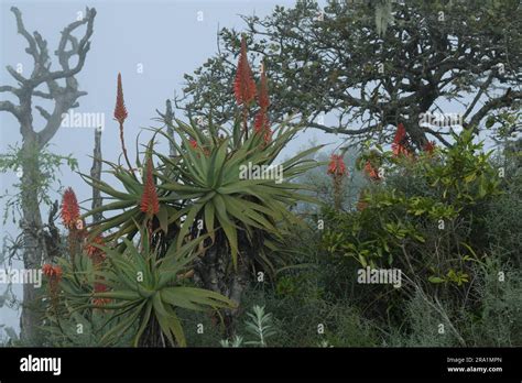 Beautiful Succulent Tree Native Plant Krantz Aloe Aloe Arborescens Medicinal Plant Graskop