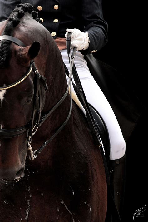 Dressage By Tp Photography On 500px Horses Dressage Horses Horse