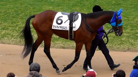 アドマイヤビルゴ、新馬戦のパドック。現地映像、京都競馬場 競馬動画まとめ