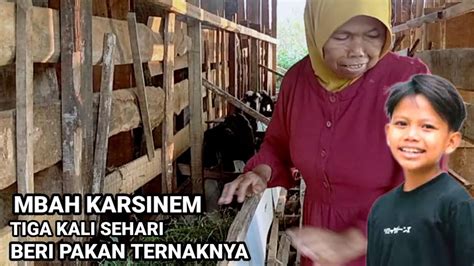 Info Sore Perkembangan Ternak Kambing Dan Sapi Milik Farel Prayoga