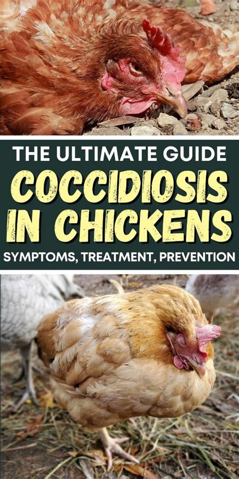 Coccidiosis Can Be Deadly For Chickens Learn How To Prevent And Treat This Common Poultry