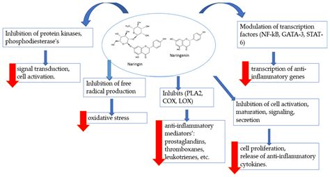 Biomedicines Free Full Text Naringin And Naringenin Their