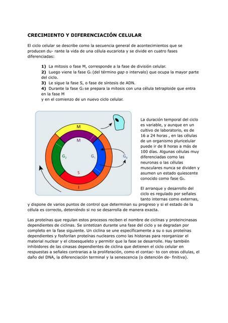 Crecimiento Y Diferenciación Celular Belén Ramírez Udocz