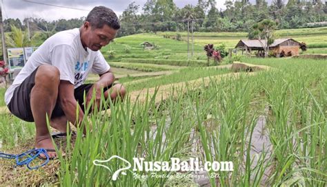 Permintaan Teh Beras Merah Meningkat