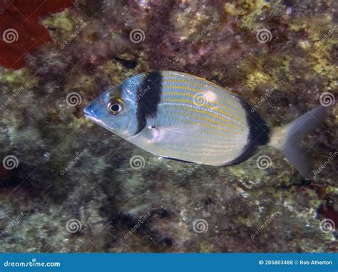 A Pair Of Common Two Banded Sea Bream Diplodus Vulgaris Stock Photo