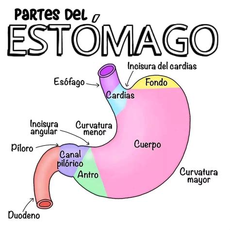 The Stomach Is Labeled In Spanish And Includes Labels On Each Side