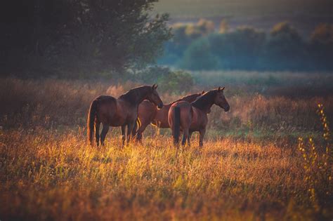 #field #autumn #nature #horses #horse #pasture #pair #three #trio # ...