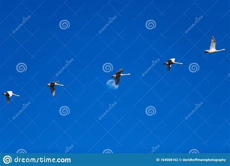 Tundra swan migration stock photo. Image of national - 164008162