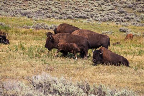 An Expert’s Guide to Montana Wildlife and Their Habitats - Pocket Montana