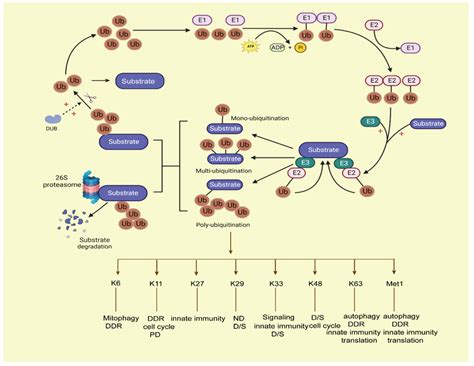 The Process Of The Ubiquitinproteasome System Ubiquitination