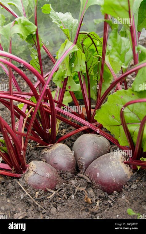 Beta Vulgaris Hi Res Stock Photography And Images Alamy