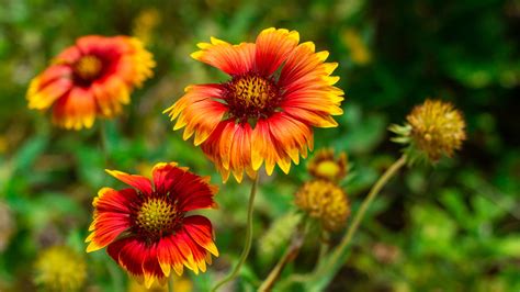 Gaillardia Pulchella Merrifield Garden Center