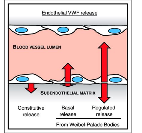 The Pathways Of VWF Secretion And Their Polarity Diagram Of A Blood