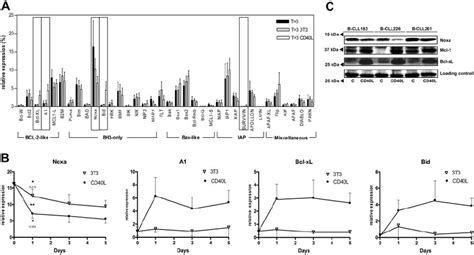 Cd40 Stimulation Of Peripheral Blood B Cll Results In An Apoptosis Gene