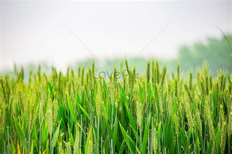 Green Wheat Picture And HD Photos | Free Download On Lovepik