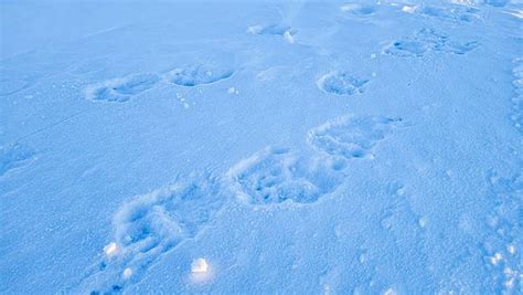 Bear Tracks: Identification Guide for Snow, Mud, and More - A-Z Animals