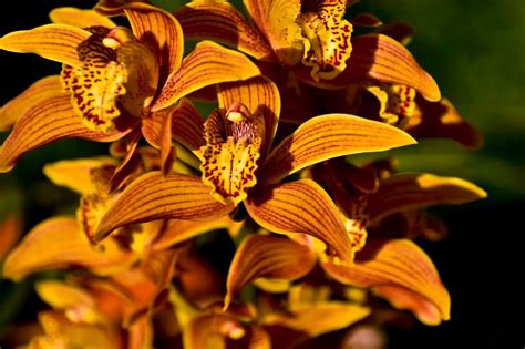 Comment Cultiver Les Cymbidium Orchid Info