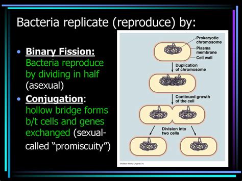 Types Of Bacteria Archaebacteria Eubacteria Prokaryotes Prokaryotes Ppt Download