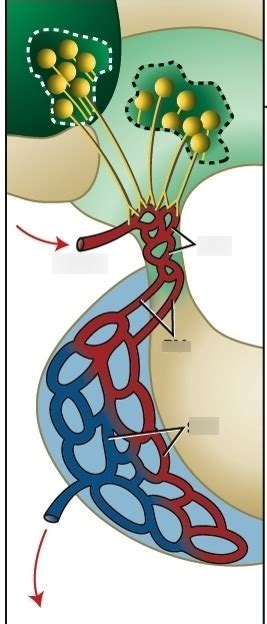 Hypophyseal Portal System Diagram Portal Hypophyseal System