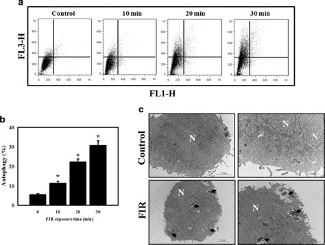 Measurement Of AVOs And TEM Microphotographs In Differentiated THP 1