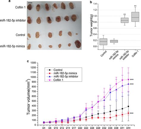 The Effect Of MiR 182 On RT4 Xenograft Tumor Growth Volume And Weight