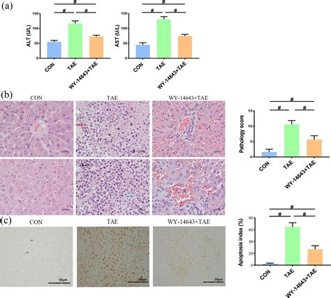 Hepatoprotective Role Of Peroxisome Proliferator Activated Receptor α