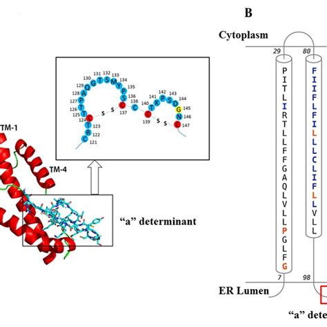 A The Predicted 3d Structure Of The Hbsag Along With A Schematic