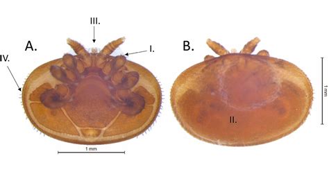 Can Honey Bees Survive Varroa Mites? The Challenges, the Tactics, the ...