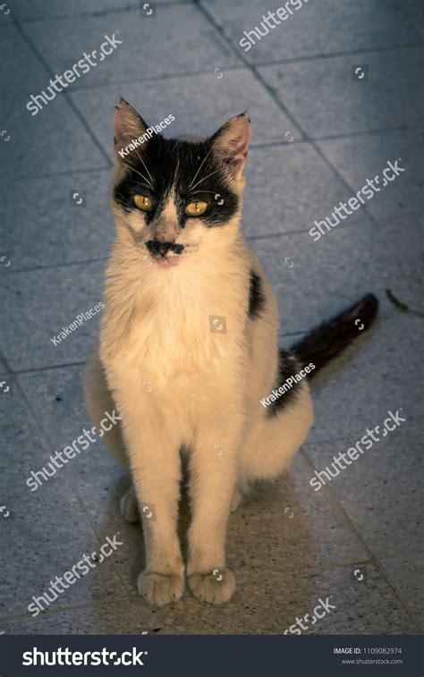 Cat Face Like Adolf Hitler Stock Photo 1109082974 Shutterstock