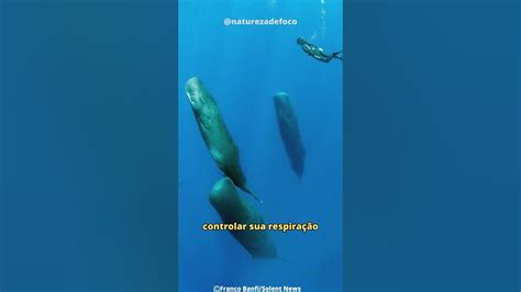 Os Cachalotes: Os Gigantes dos Mares! - YouTube