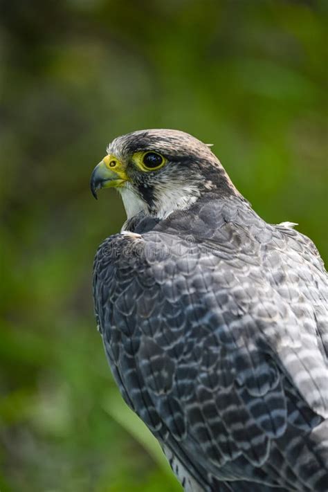 Falco Biarmicus Or Borni Falcon Barni Or Lanario Is A Species Of